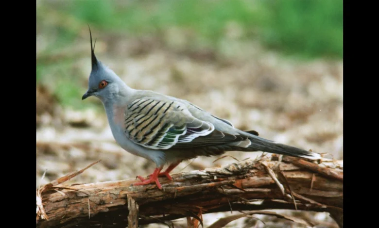 crested woodland bird